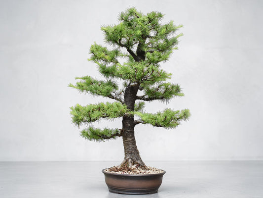 KARAMATSU (Larix Kaempferii)
