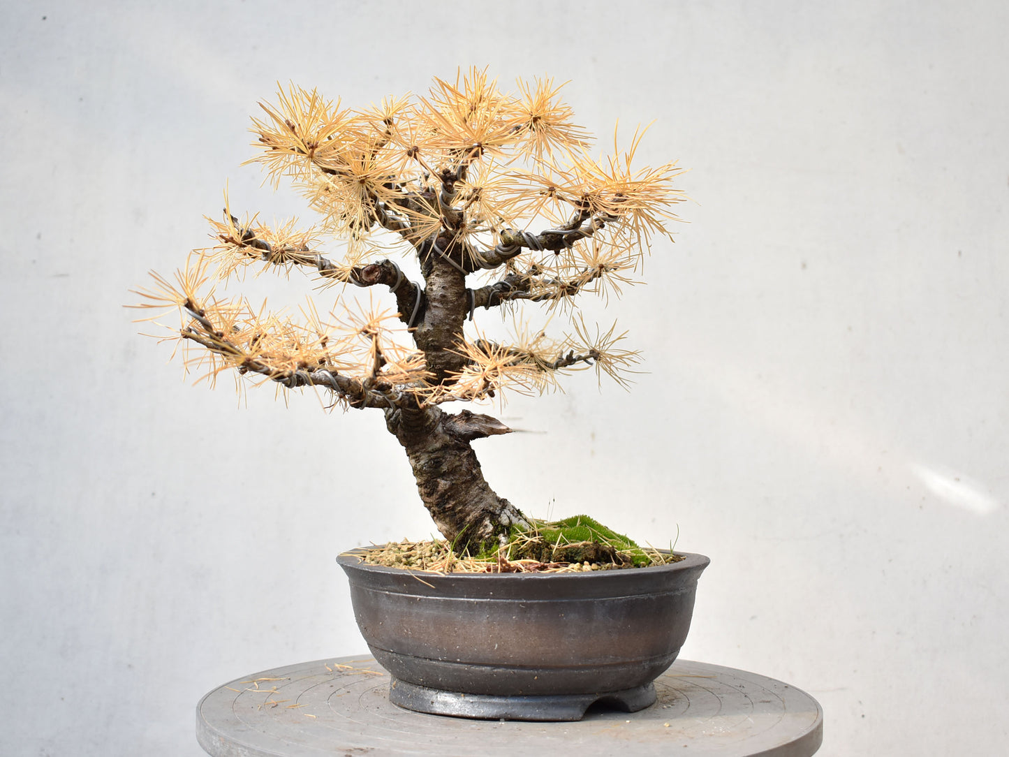 ALERCE EUROPEO (Larix Decidua)