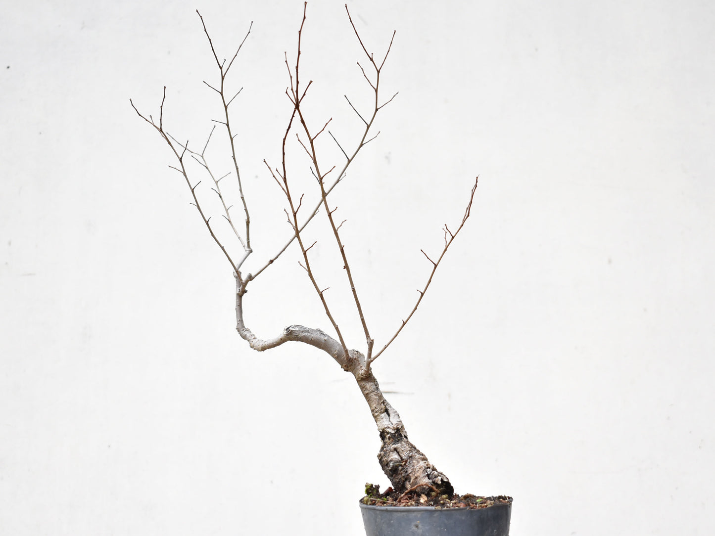 OLMO SIBERIANO (Ulmus Pumila)