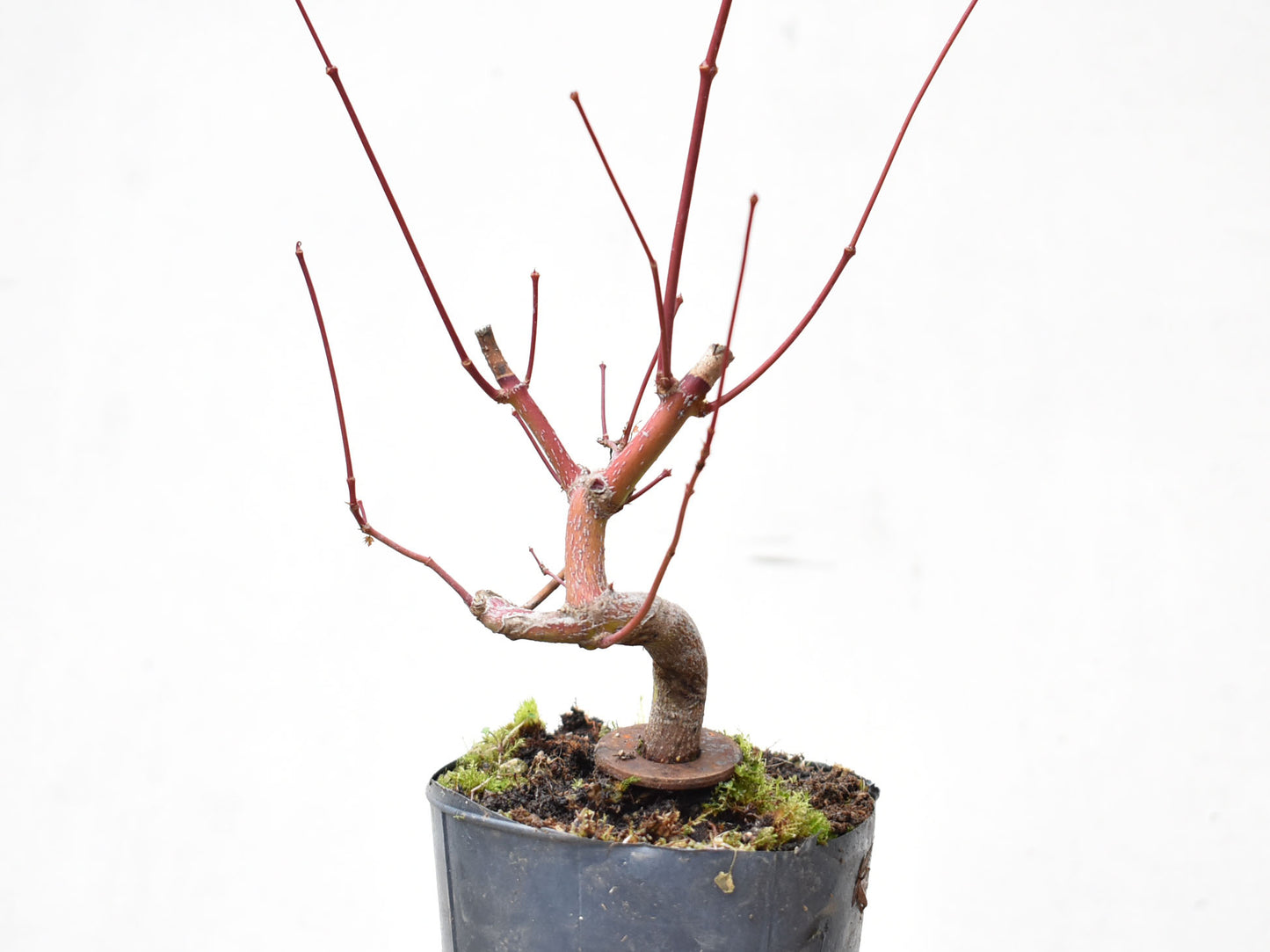 ARCE JAPONES (Acer Palmatum)