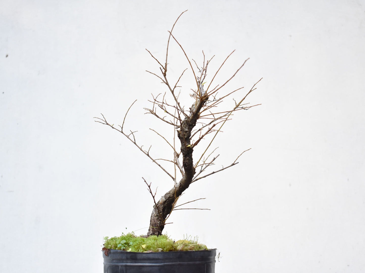 OLMO CHINO (Ulmus Parvifolia)