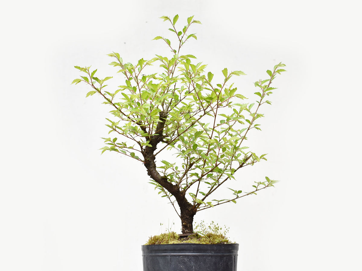OLMO CHINO (Ulmus Parvifolia)