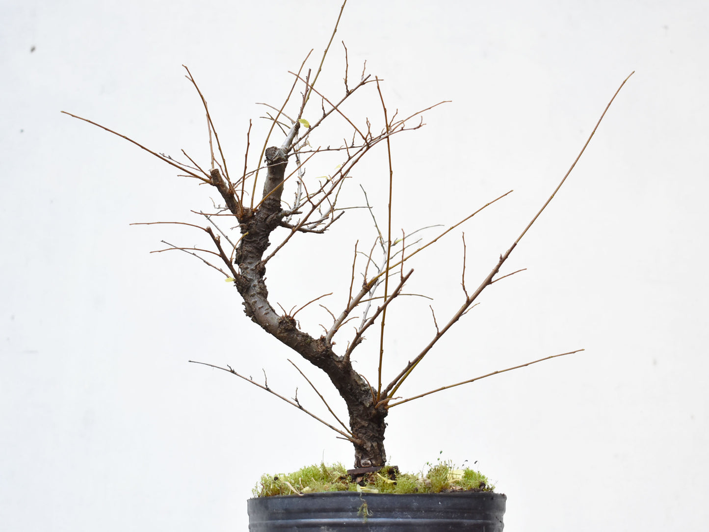 OLMO CHINO (Ulmus Parvifolia)