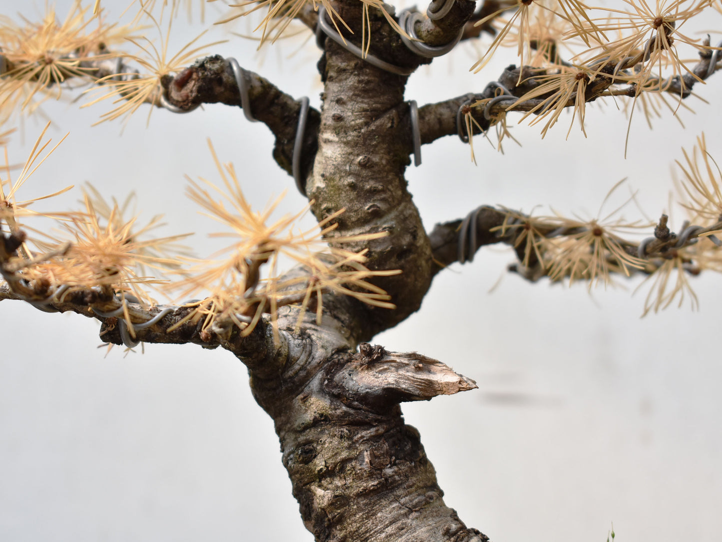 ALERCE EUROPEO (Larix Decidua)