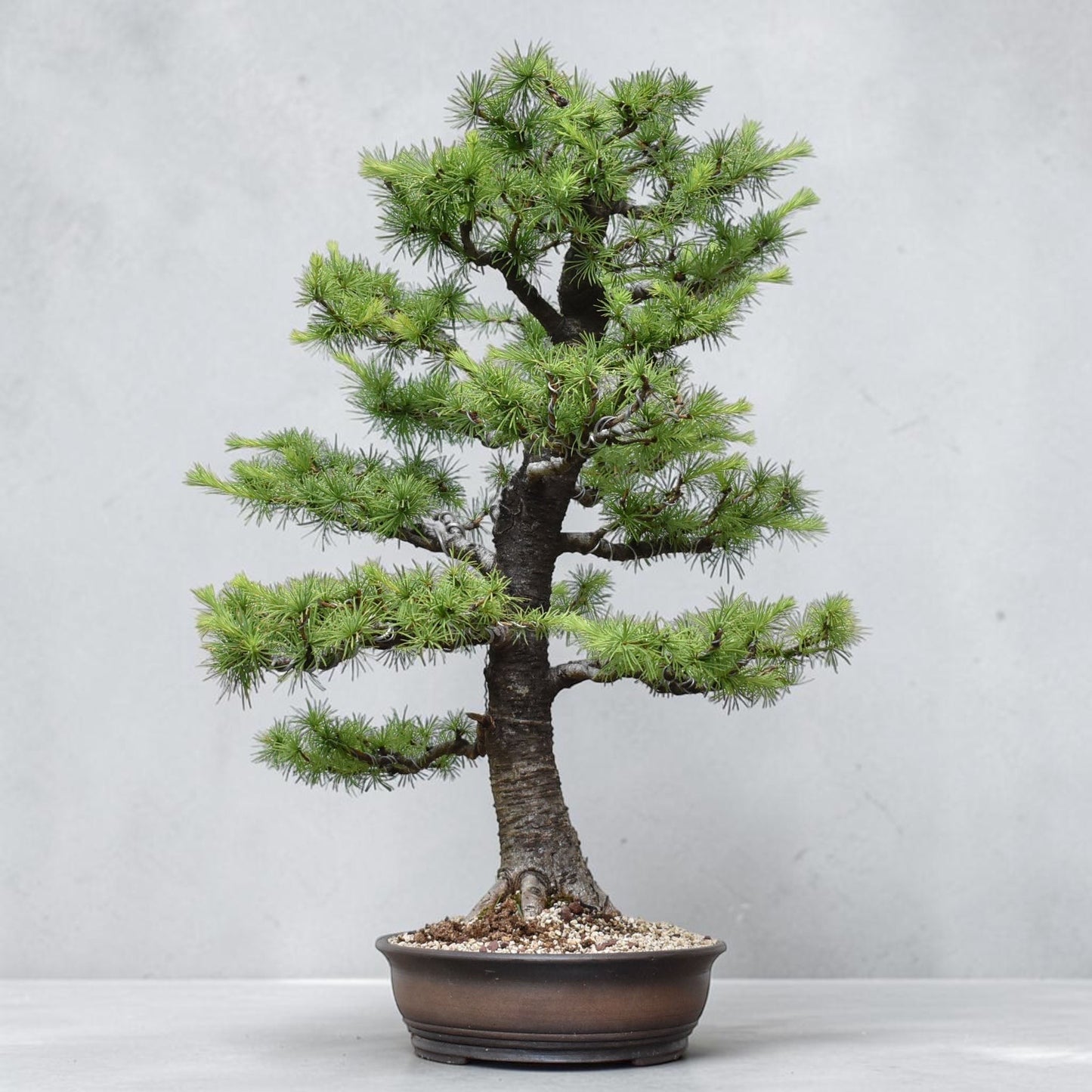 KARAMATSU (Larix Kaempferii)