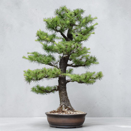KARAMATSU (Larix Kaempferii)