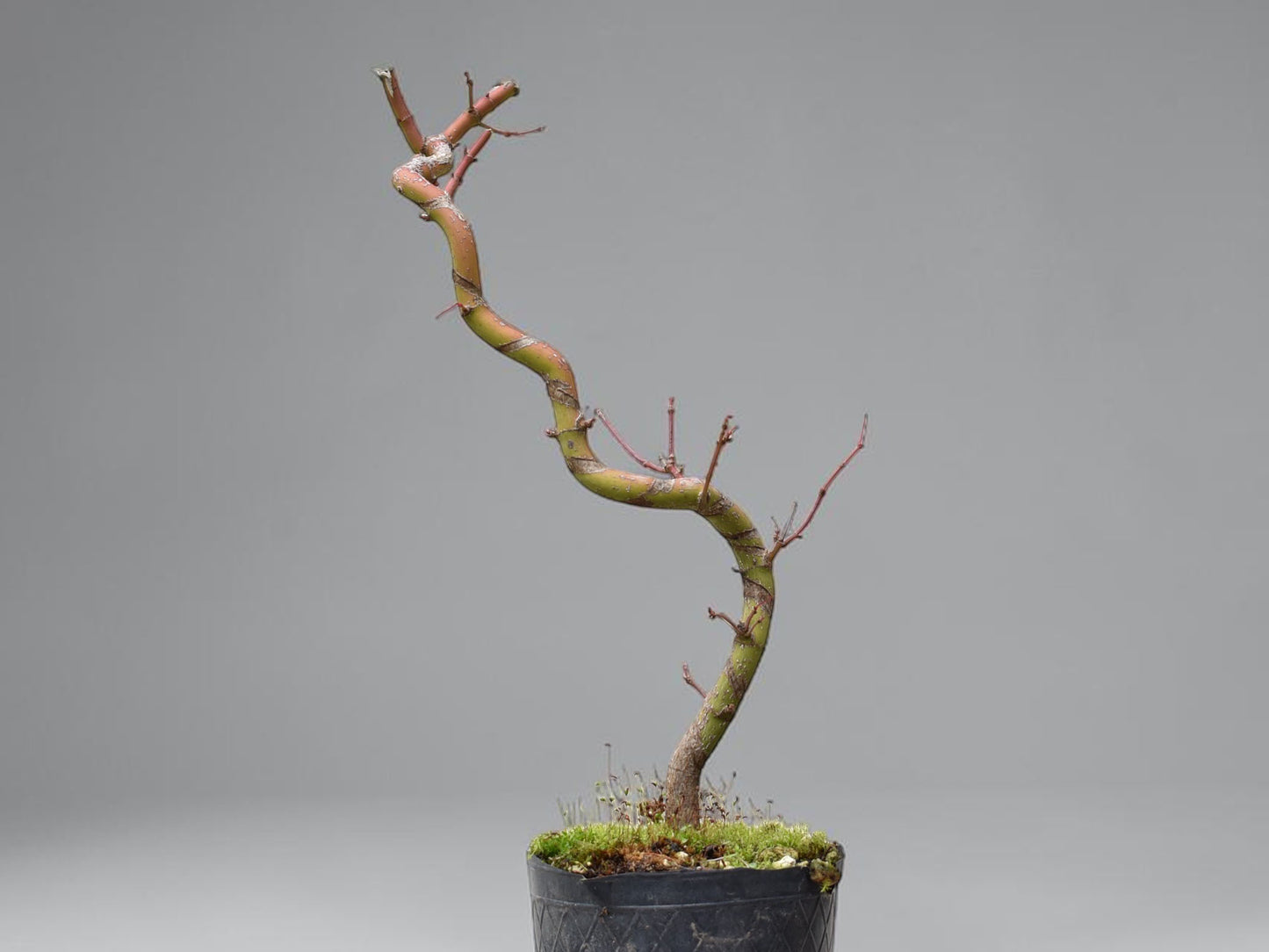 ARCE JAPONES (Acer Palmatum)