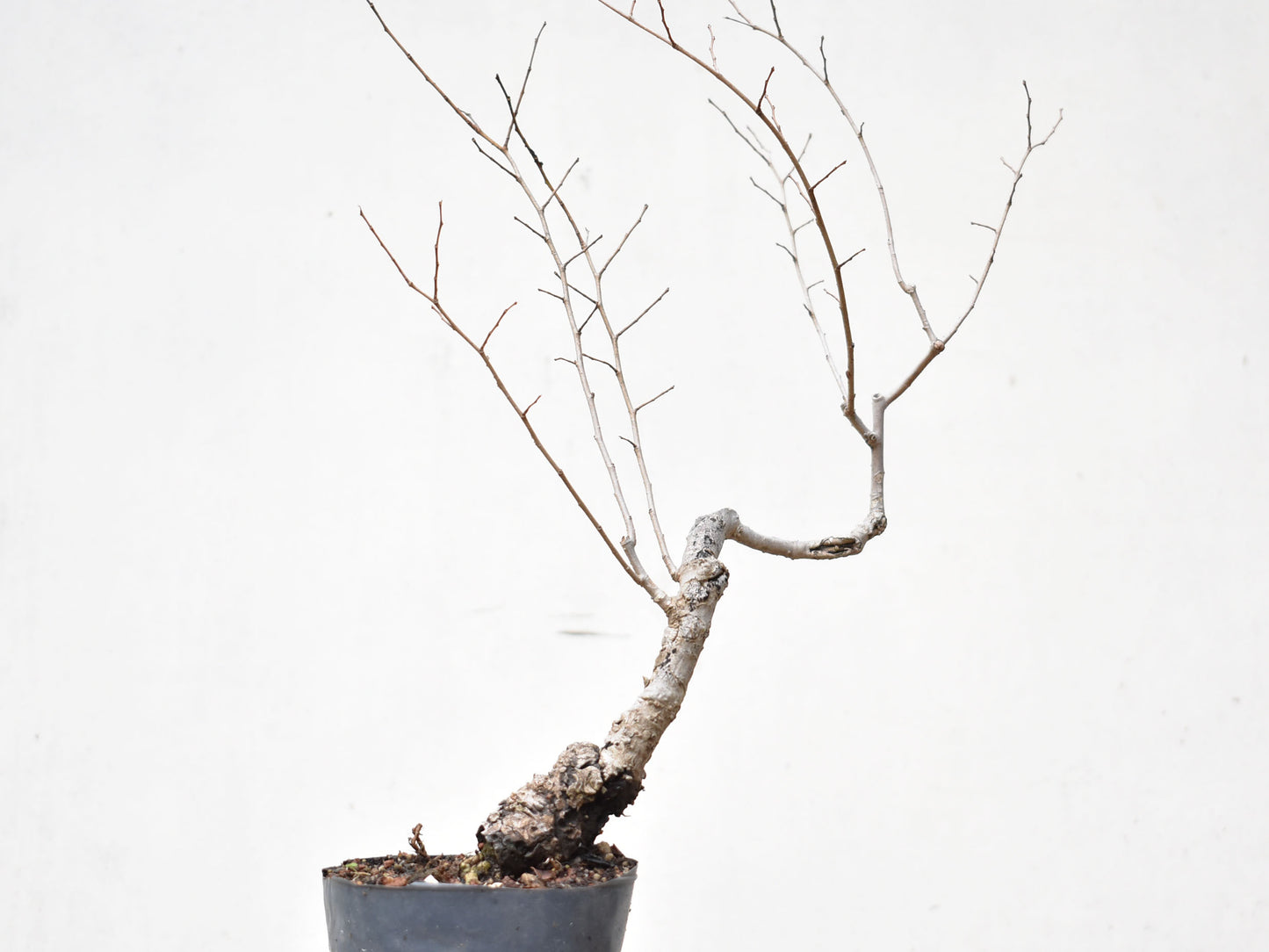 OLMO SIBERIANO (Ulmus Pumila)