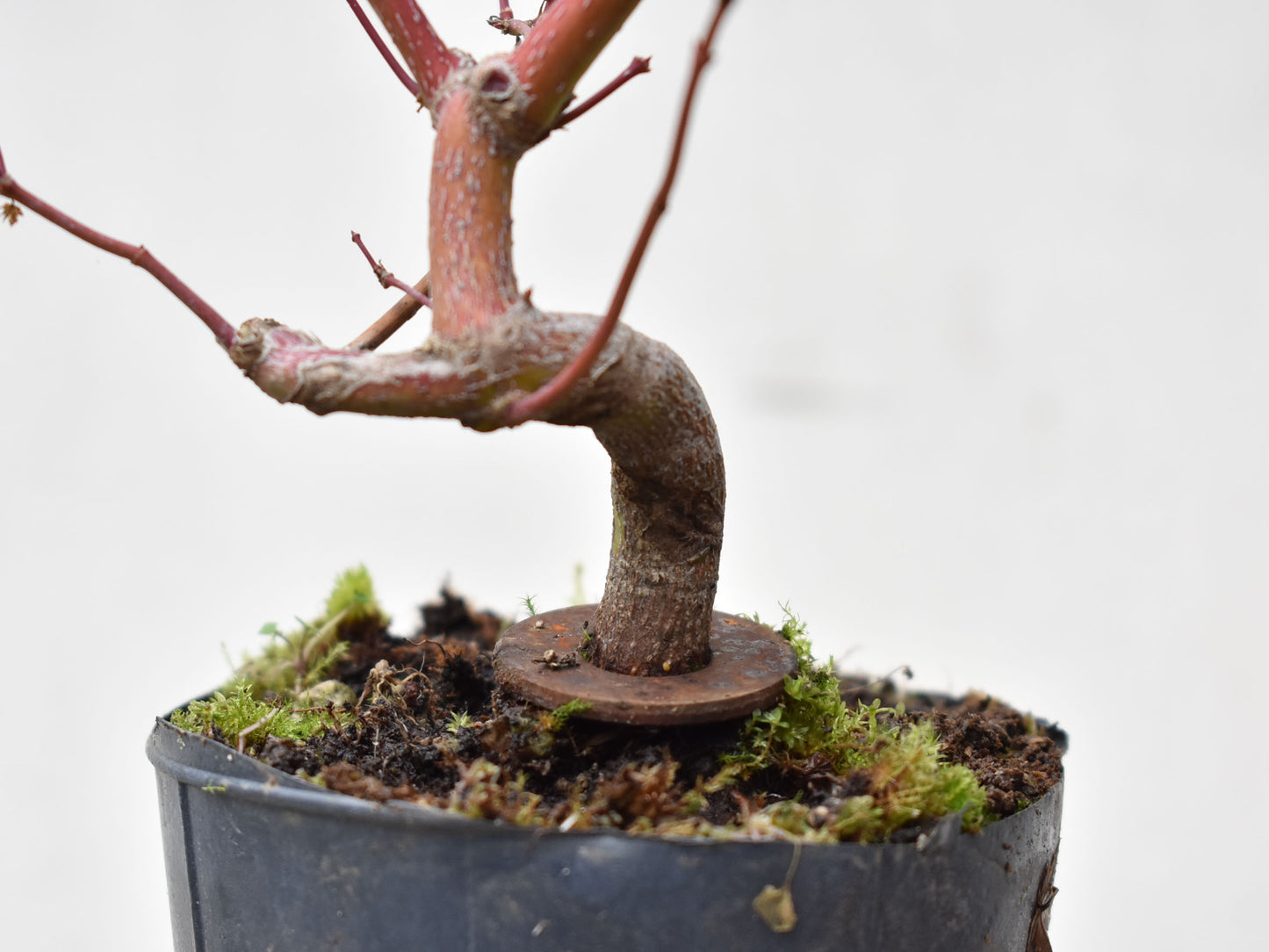 ARCE JAPONES (Acer Palmatum)