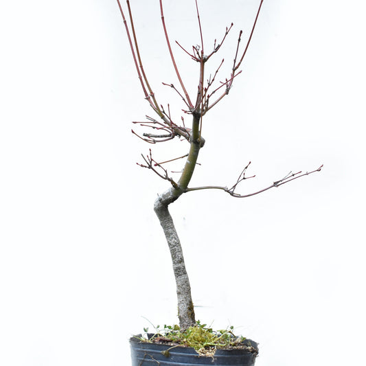ARCE JAPONES (Acer Palmatum)