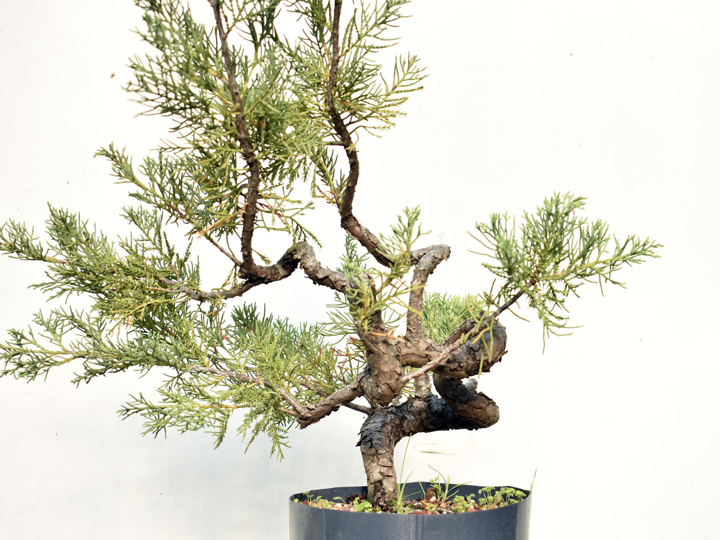 ENEBRO (Juniperus )