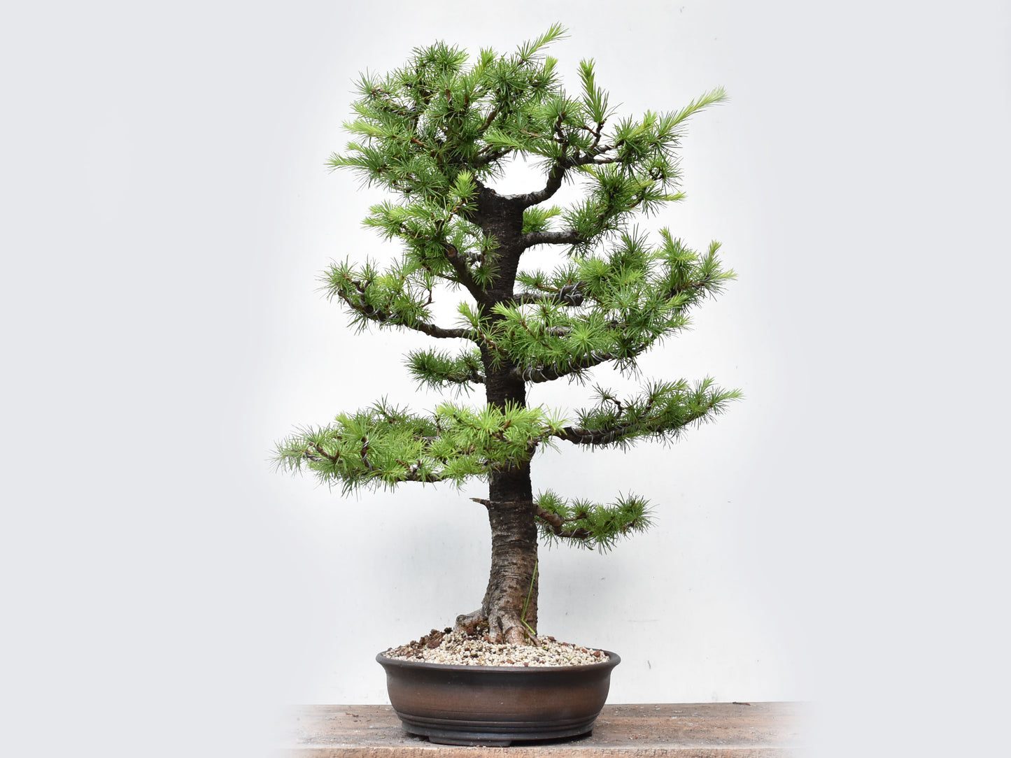 KARAMATSU (Larix Kaempferii)