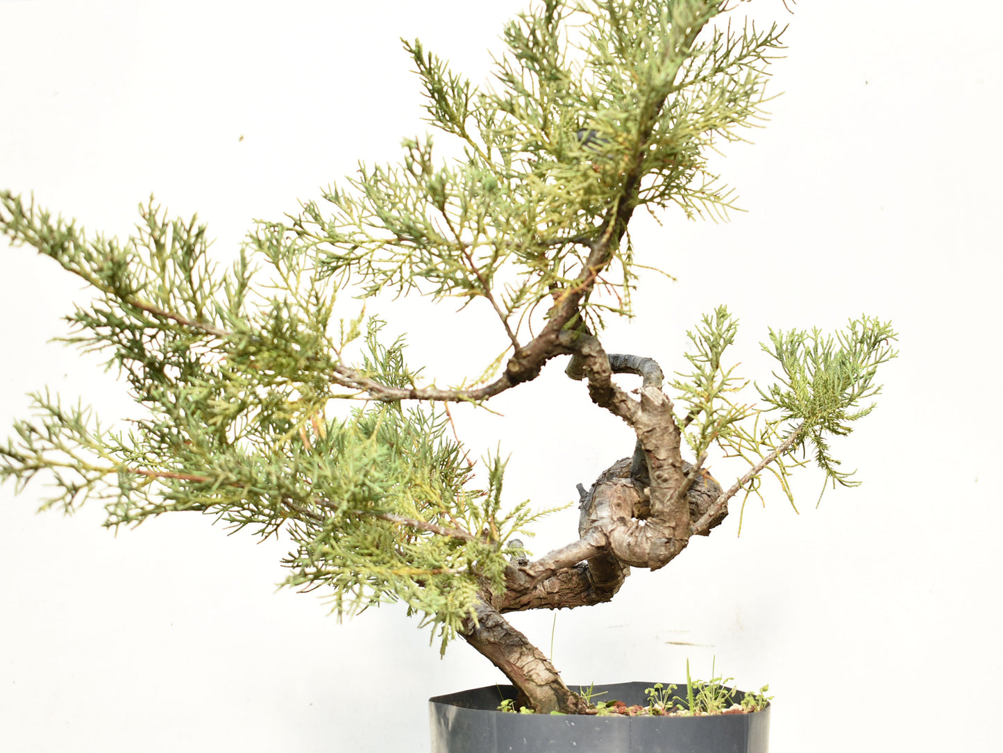 ENEBRO (Juniperus )