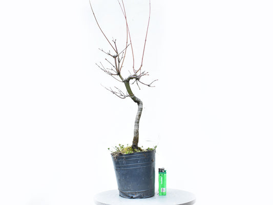 ARCE JAPONES (Acer Palmatum)