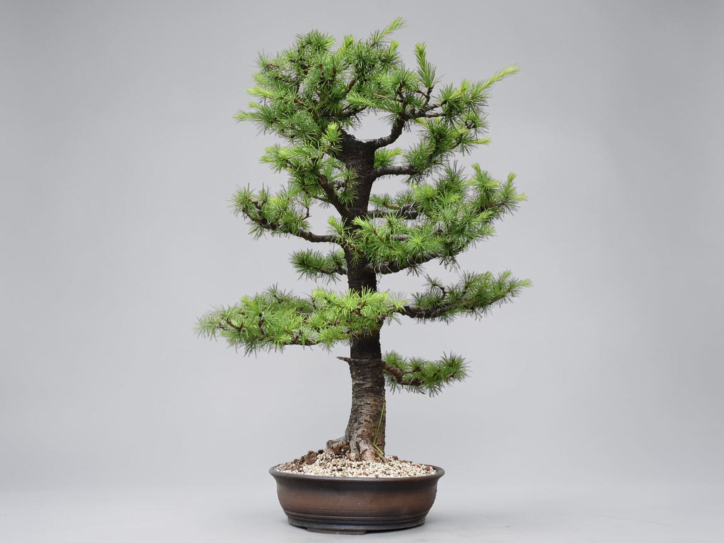 KARAMATSU (Larix Kaempferii)