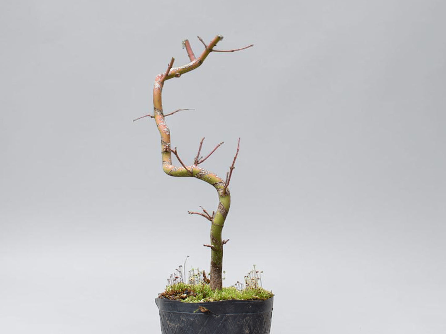 ARCE JAPONES (Acer Palmatum)