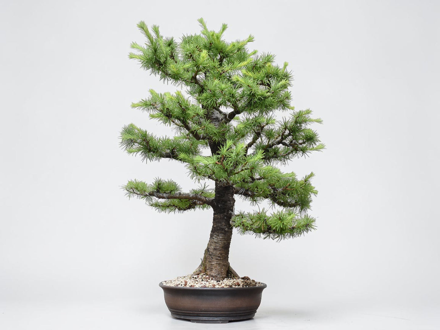 KARAMATSU (Larix Kaempferii)