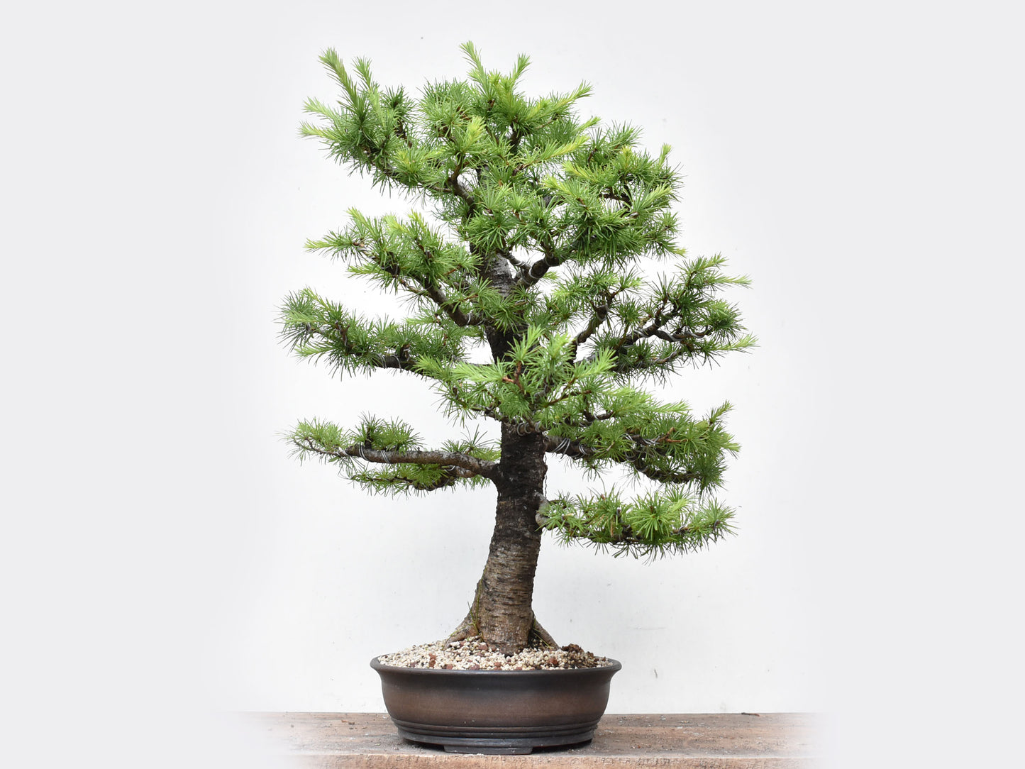 KARAMATSU (Larix Kaempferii)