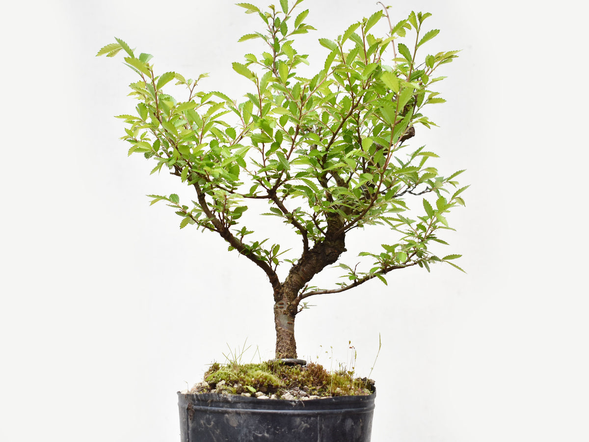 OLMO CHINO (Ulmus Parvifolia)