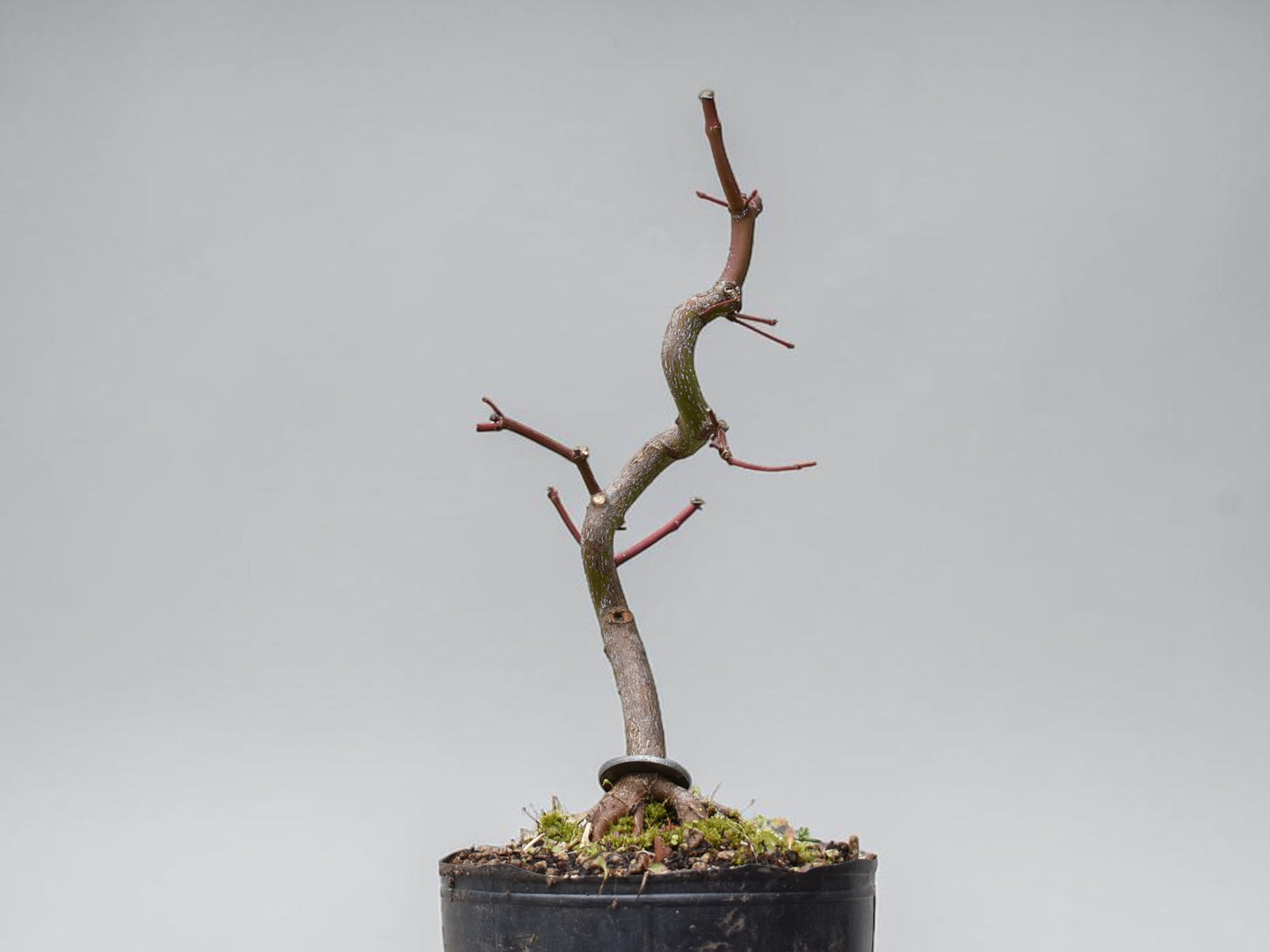 ARCE JAPONES (Acer Palmatum)