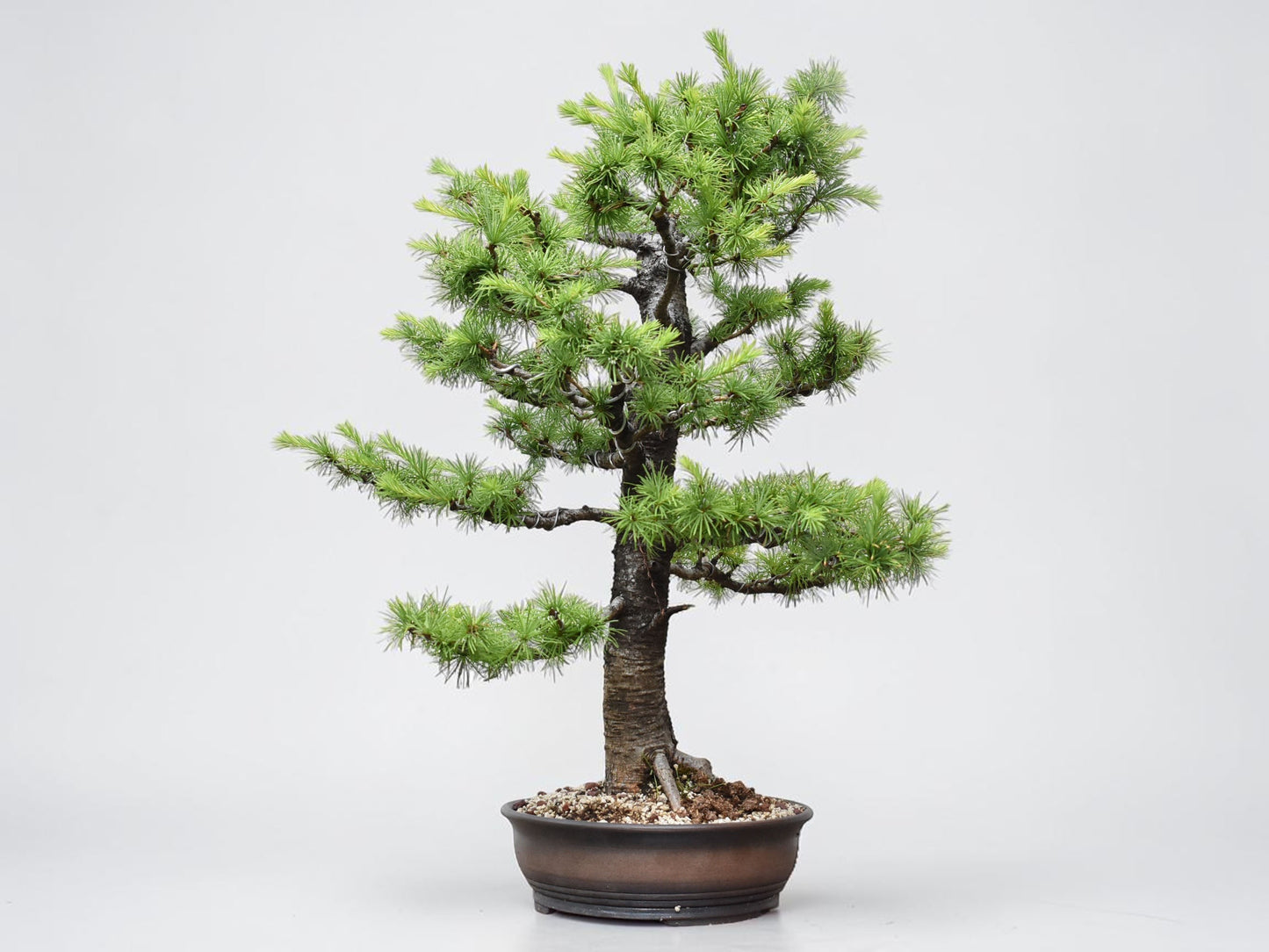 KARAMATSU (Larix Kaempferii)