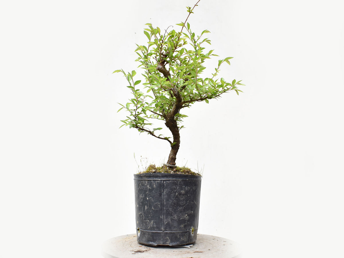 OLMO CHINO (Ulmus Parvifolia)