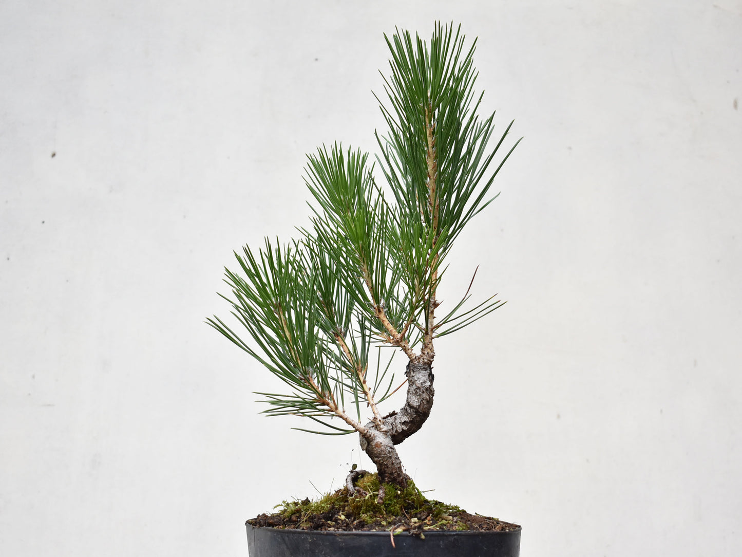KUROMATSU (Pinus Thumbergii)
