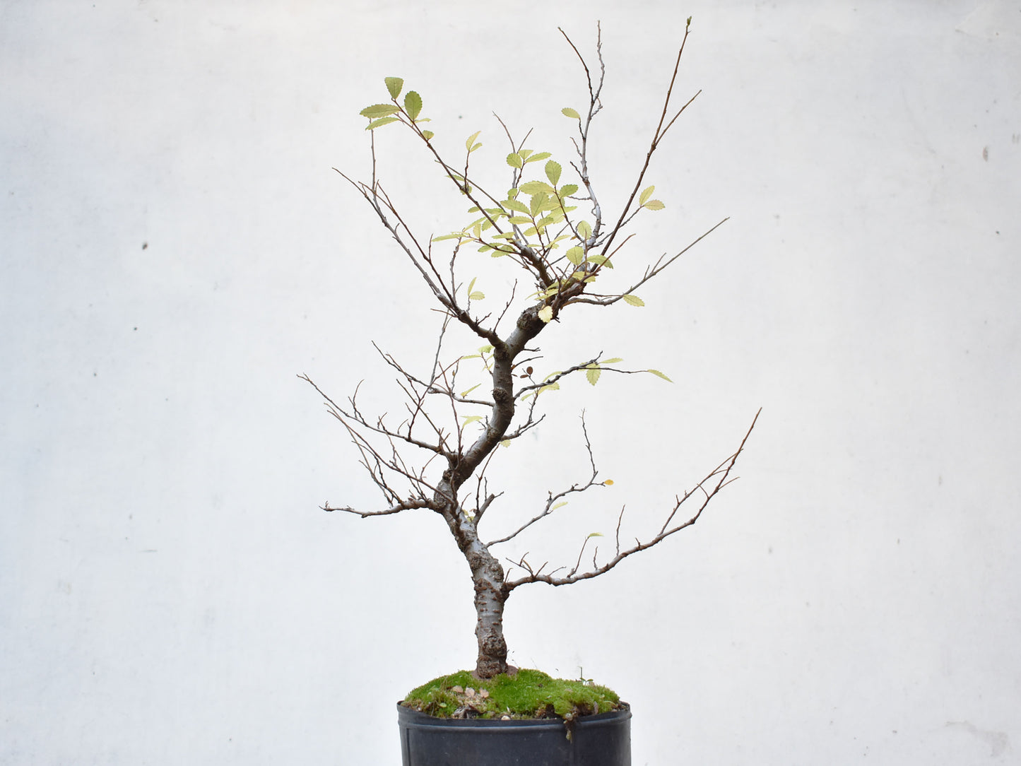OLMO CHINO (Ulmus Parvifolia)