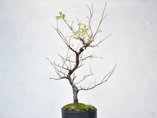 OLMO CHINO (Ulmus Parvifolia)