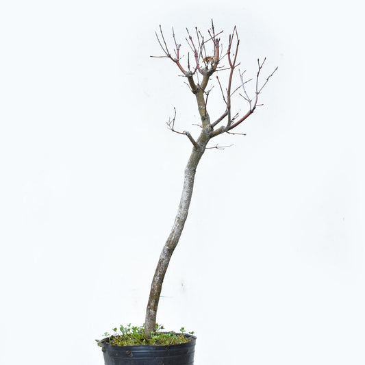 ARCE JAPONES (Acer Palmatum)