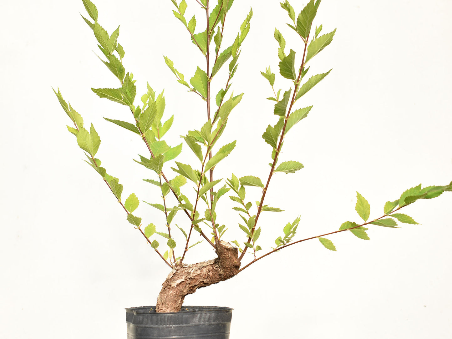 OLMO (Ulmus Minor)