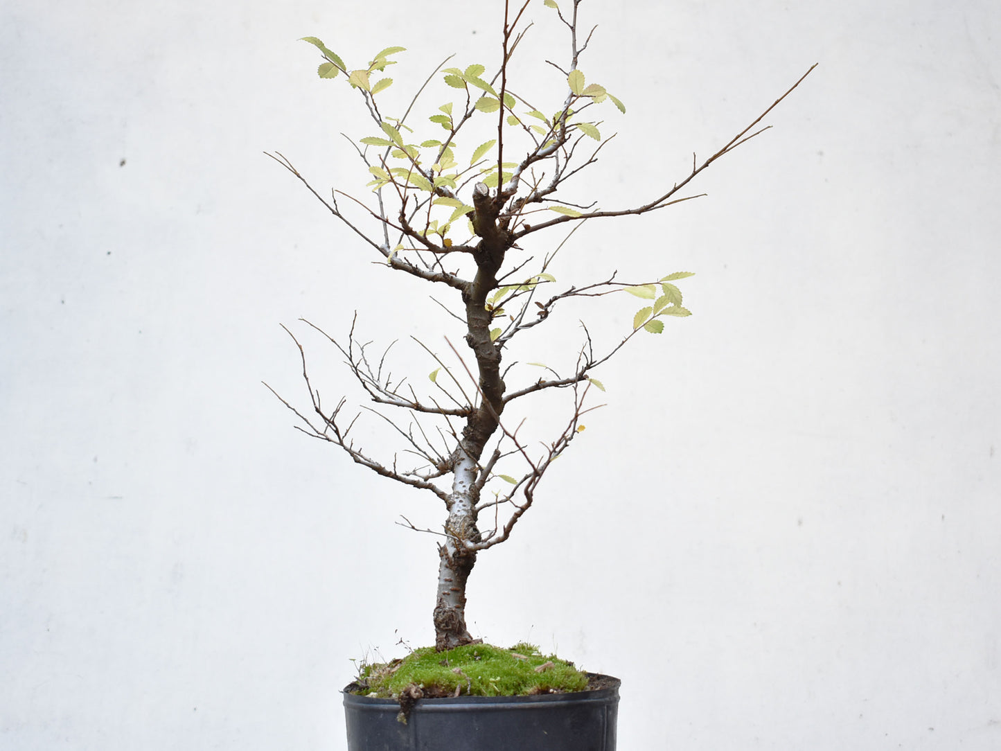 OLMO CHINO (Ulmus Parvifolia)