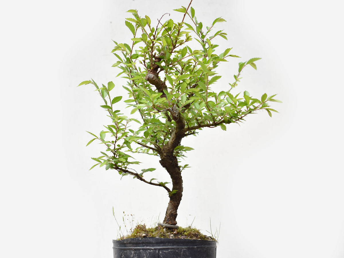 OLMO CHINO (Ulmus Parvifolia)