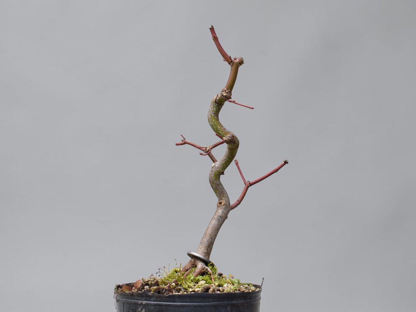 ARCE JAPONES (Acer Palmatum)