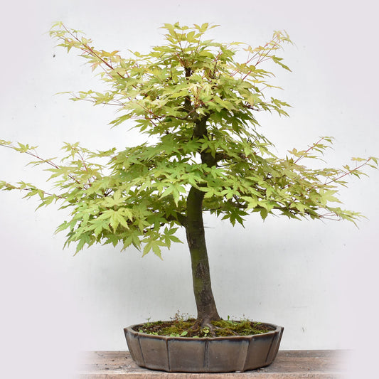 MOMIJI (Acer palmatum)