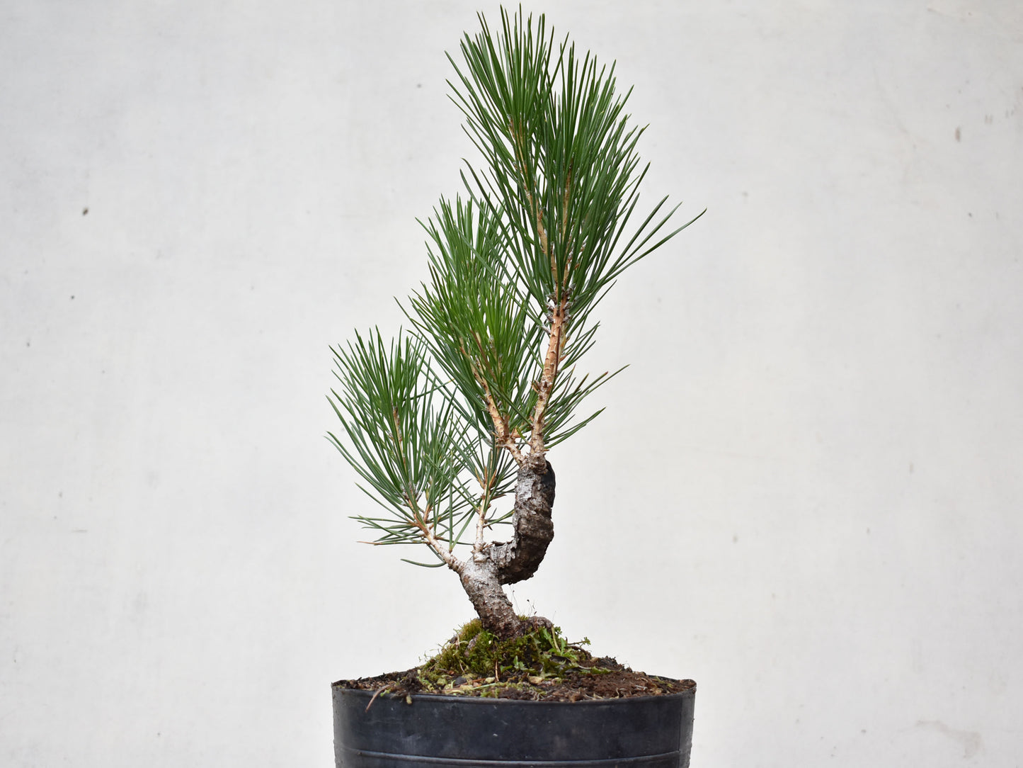 KUROMATSU (Pinus Thumbergii)