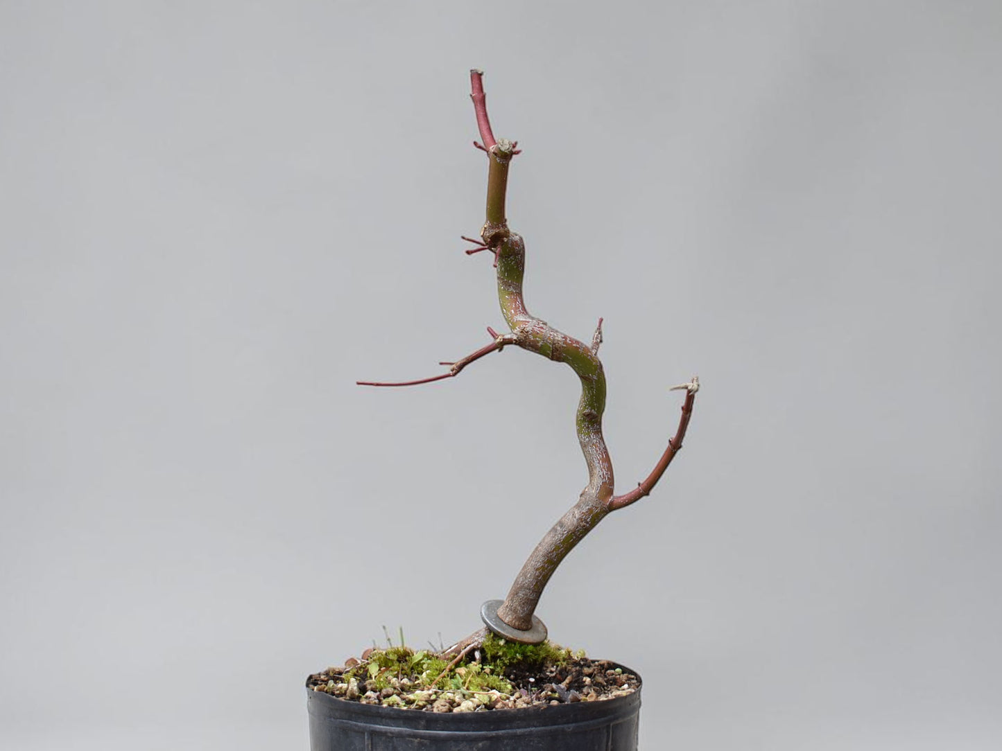 ARCE JAPONES (Acer Palmatum)