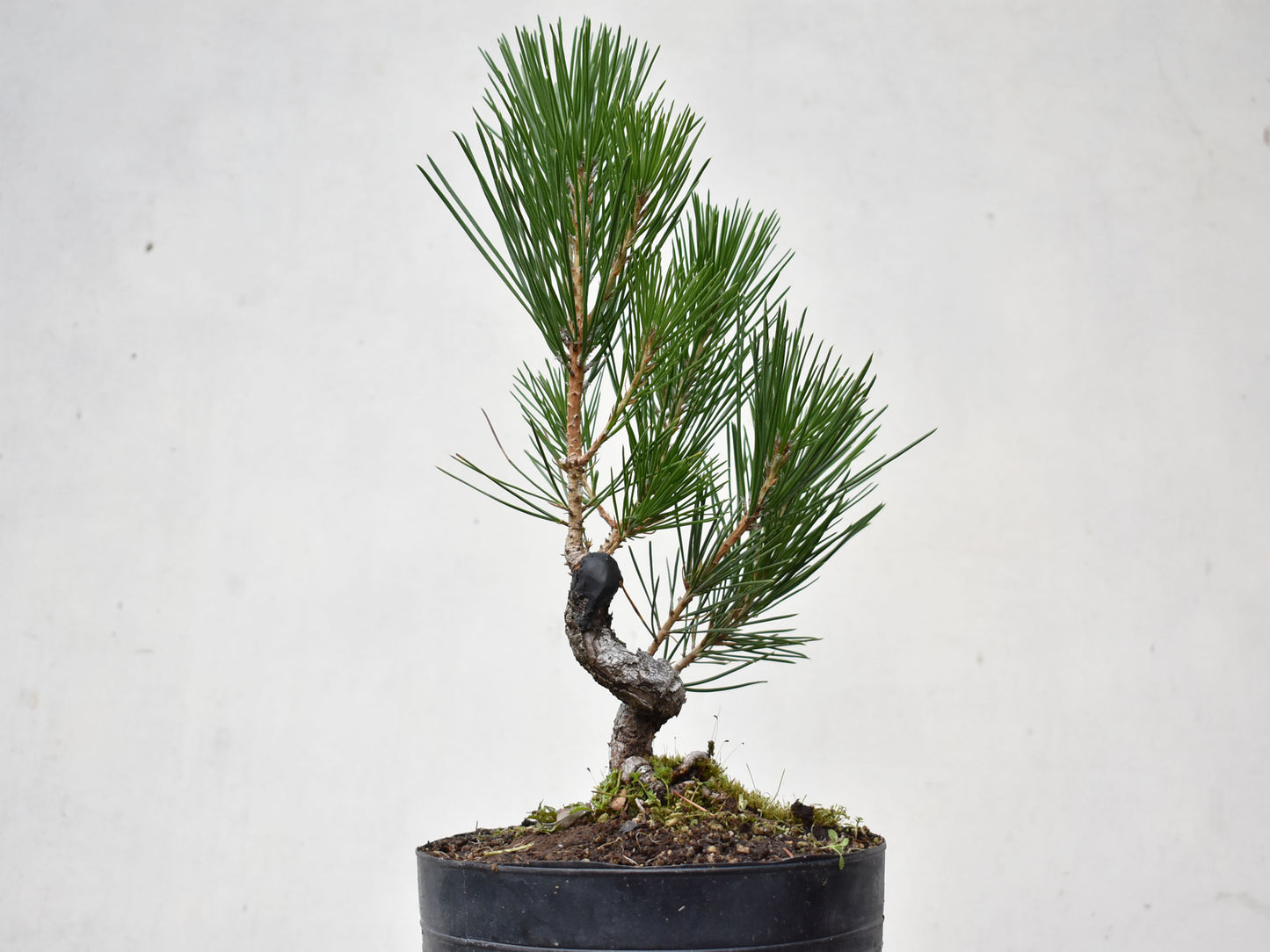 KUROMATSU (Pinus Thumbergii)