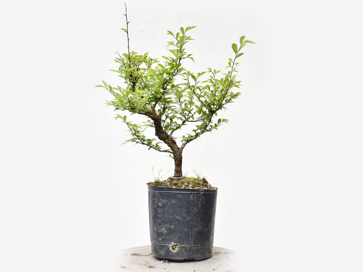 OLMO CHINO (Ulmus Parvifolia)