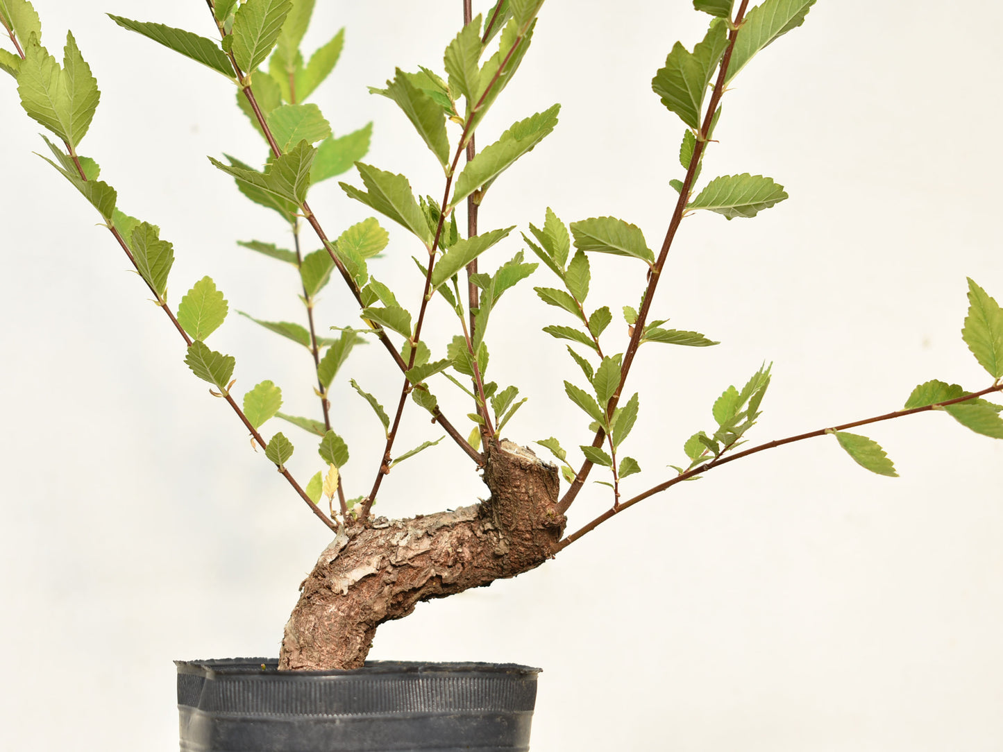 OLMO (Ulmus Minor)