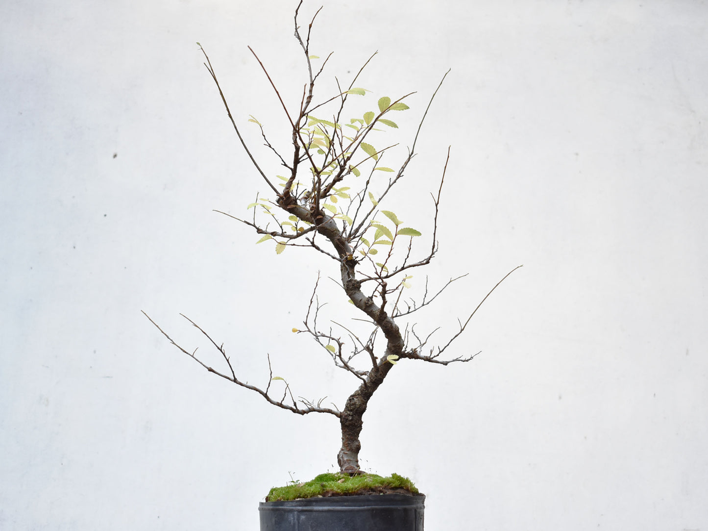 OLMO CHINO (Ulmus Parvifolia)