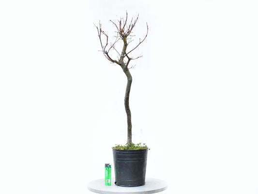 ARCE JAPONES (Acer Palmatum)