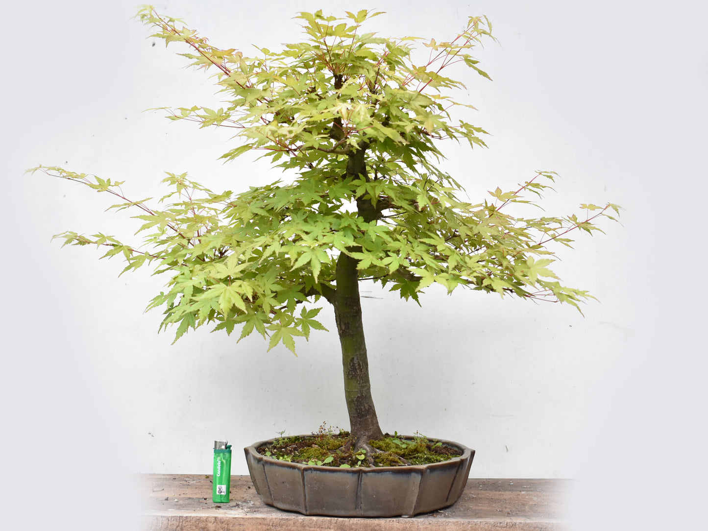 MOMIJI (Acer palmatum)