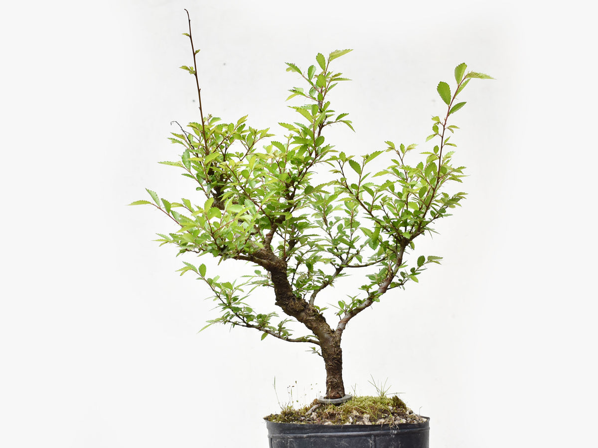 OLMO CHINO (Ulmus Parvifolia)