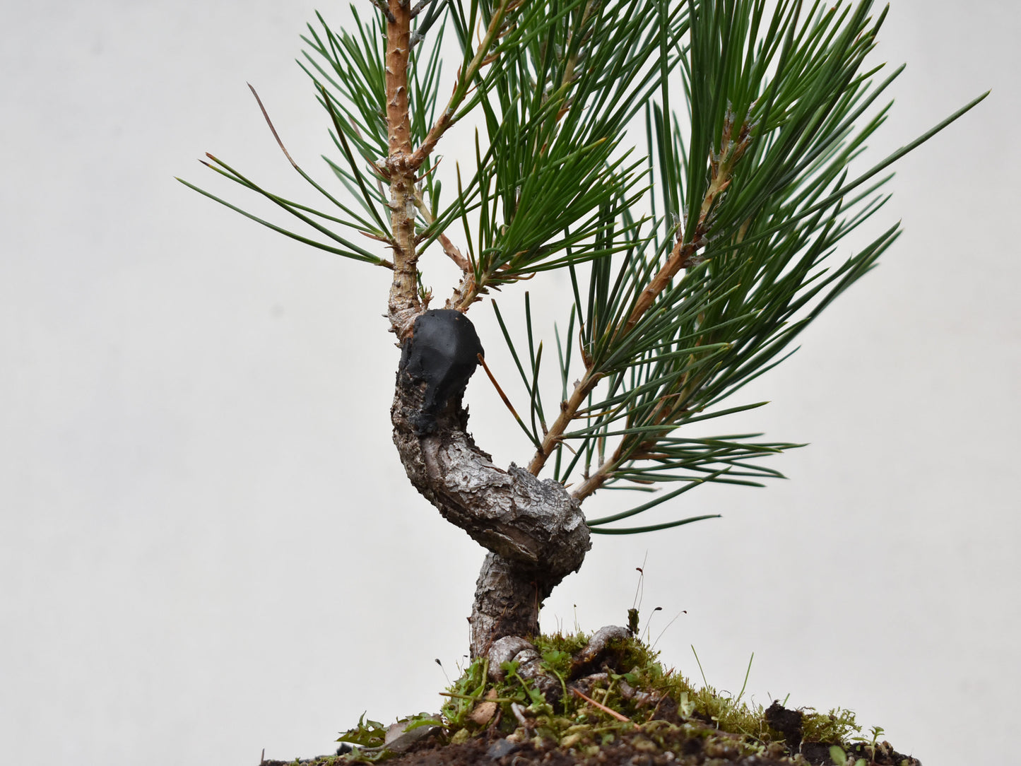 KUROMATSU (Pinus Thumbergii)