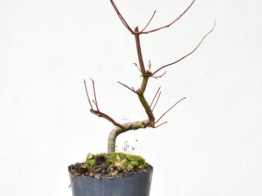 ARCE JAPONES (Acer Palmatum)