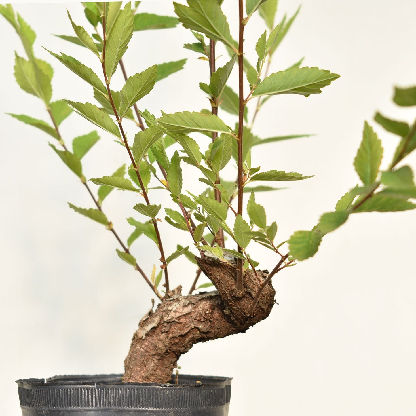 OLMO (Ulmus Minor)