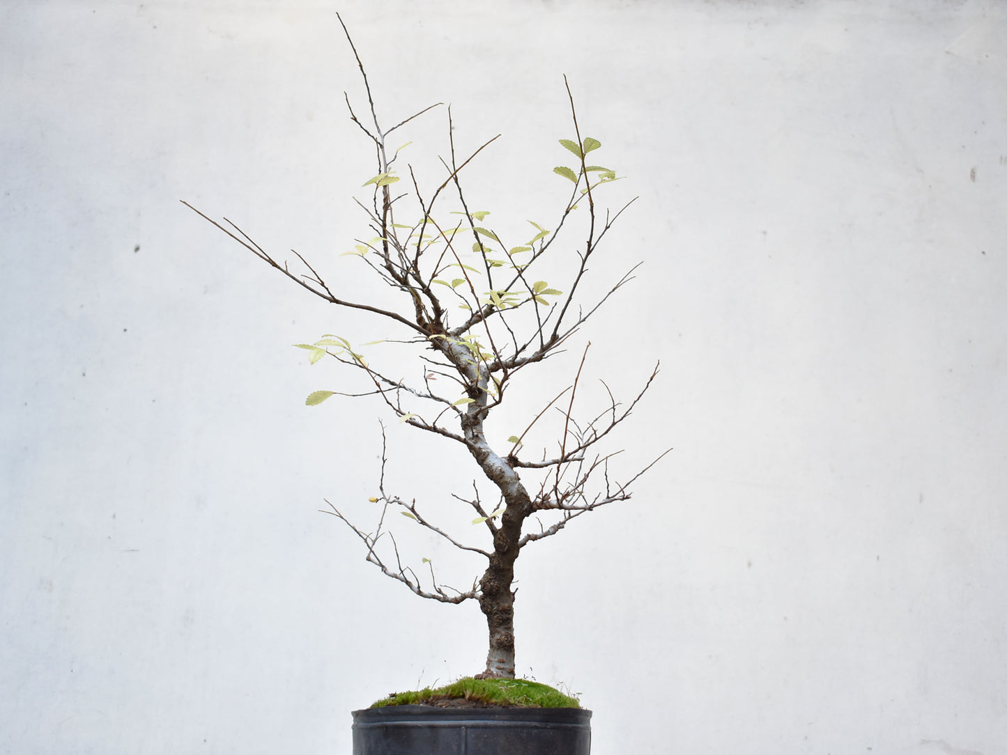 OLMO CHINO (Ulmus Parvifolia)