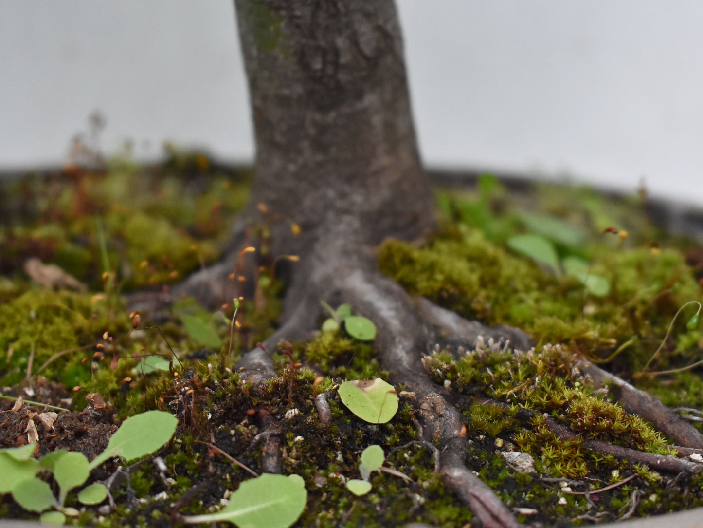 MOMIJI (Acer palmatum)