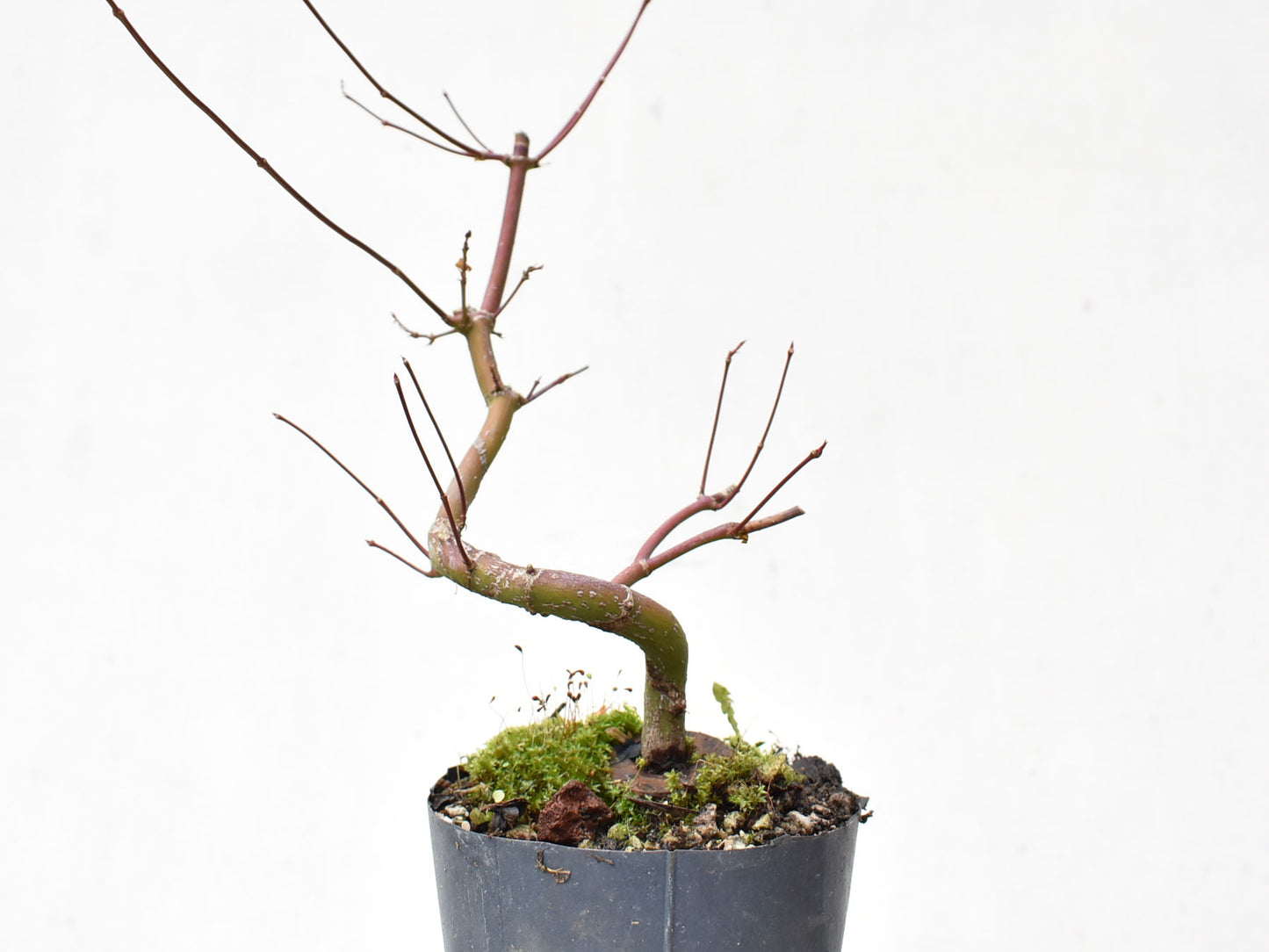 ARCE JAPONES (Acer Palmatum)